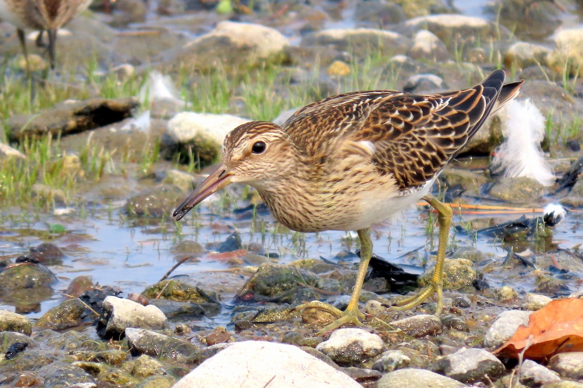 Graubrust-Strandläufer - ML606164741