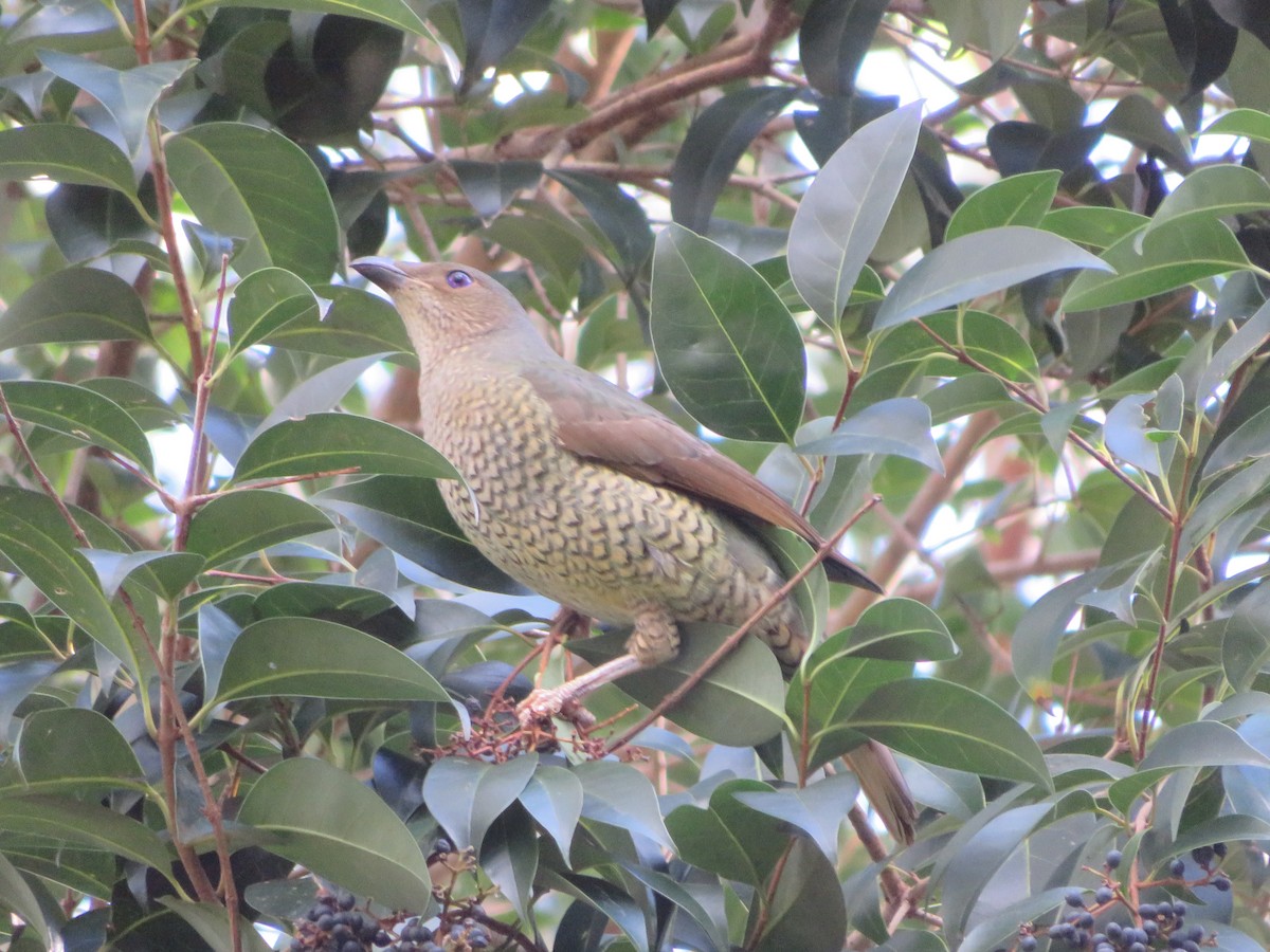 Satin Bowerbird - Christine D