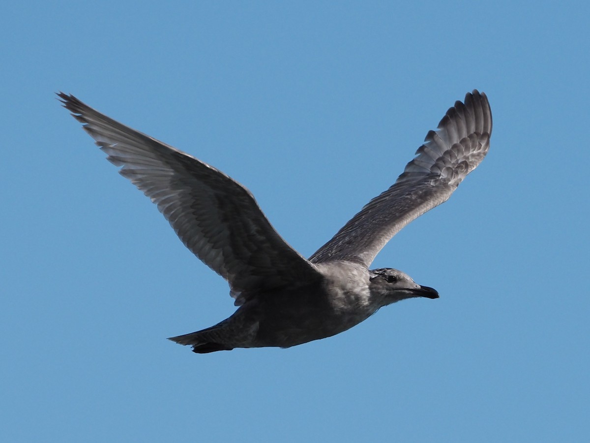 Herring/Glaucous-winged Gull - Kelly Roy