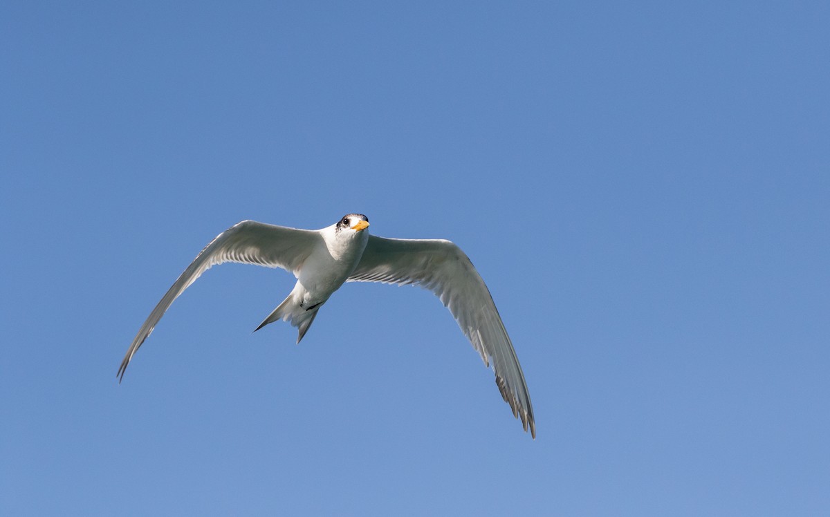 Great Crested Tern - James Bennett