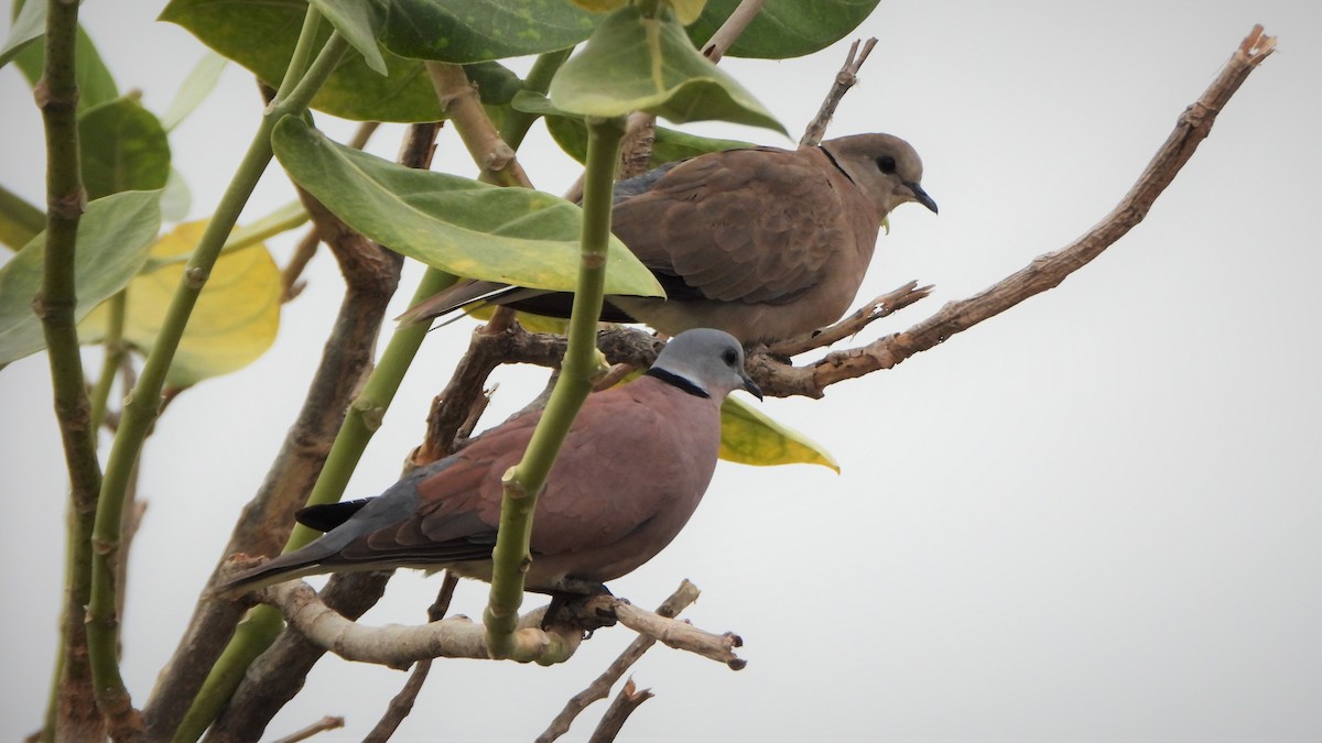 Red Collared-Dove - ML606166531
