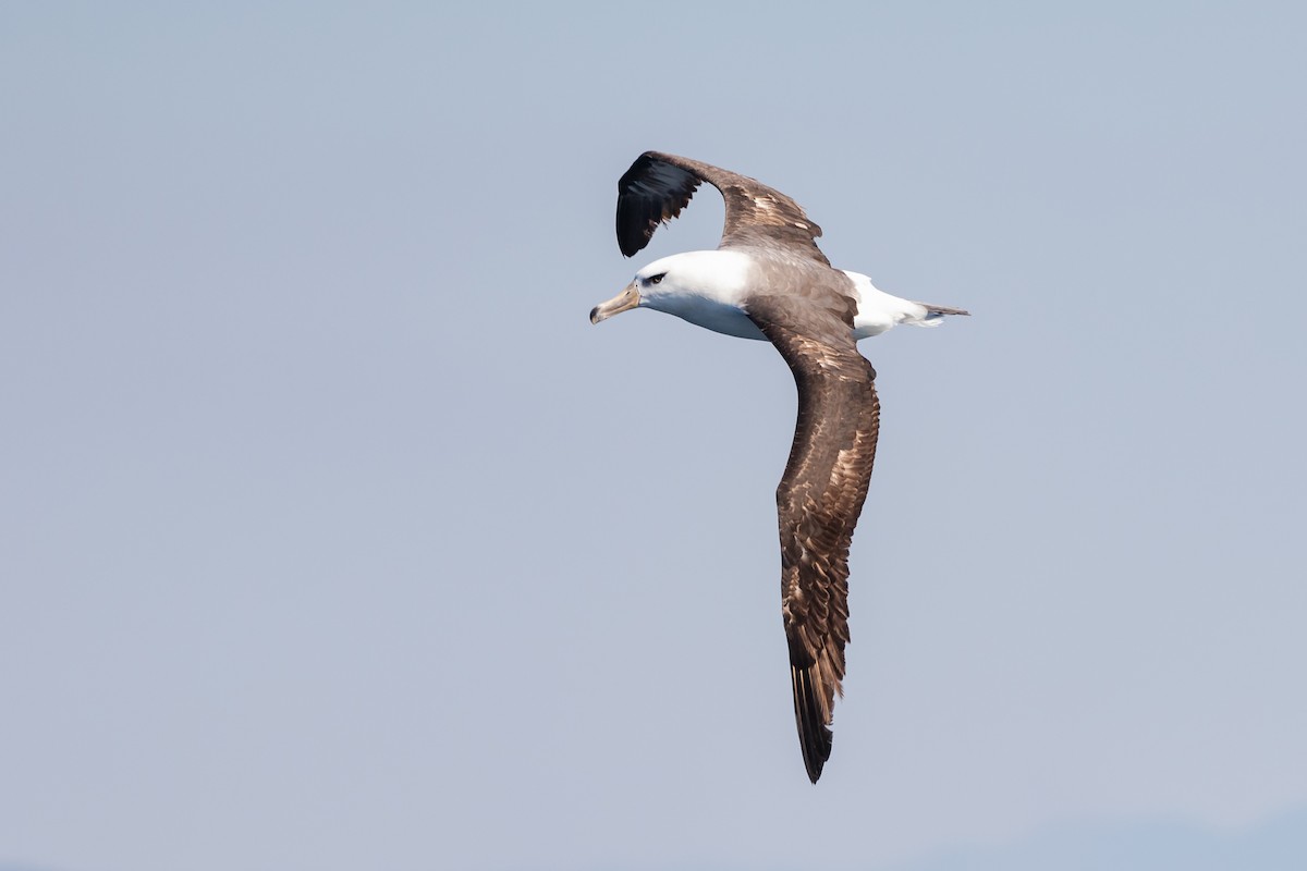 Black-browed Albatross (Campbell) - James Bennett