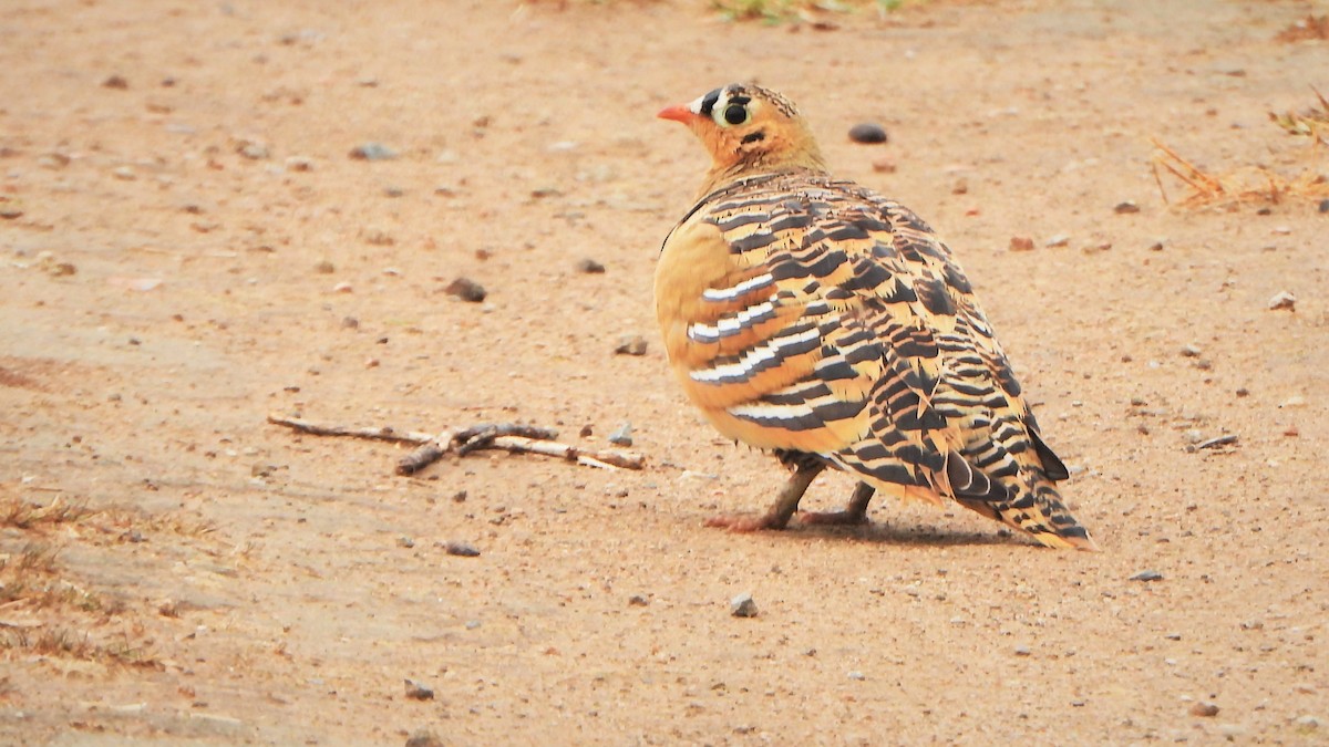 Painted Sandgrouse - ML606166821