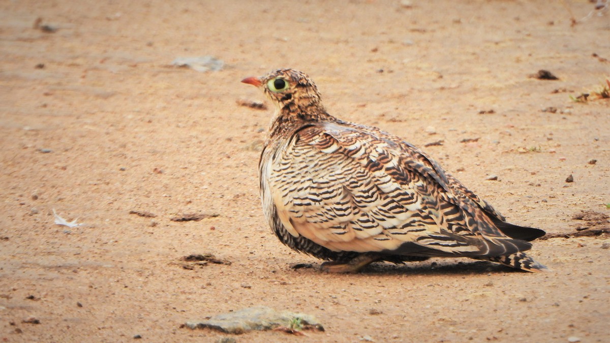 Painted Sandgrouse - ML606166841