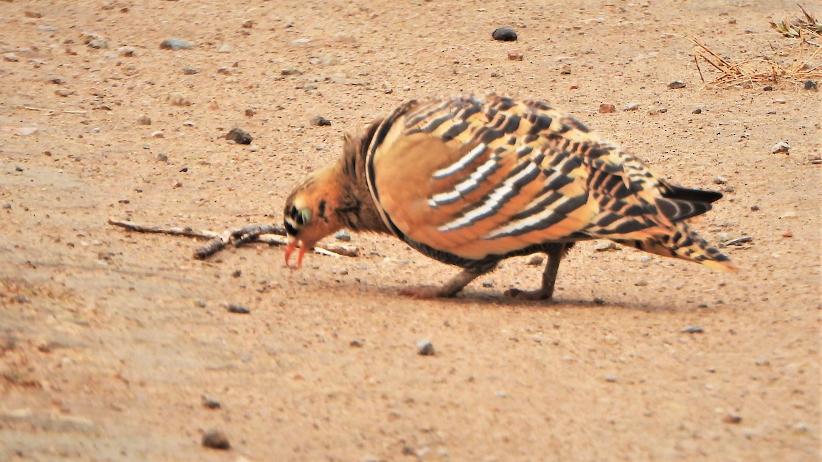 Painted Sandgrouse - ML606166851