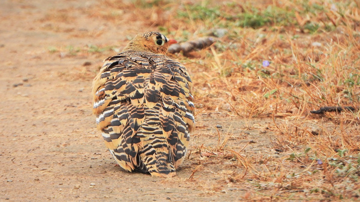 Painted Sandgrouse - ML606166861