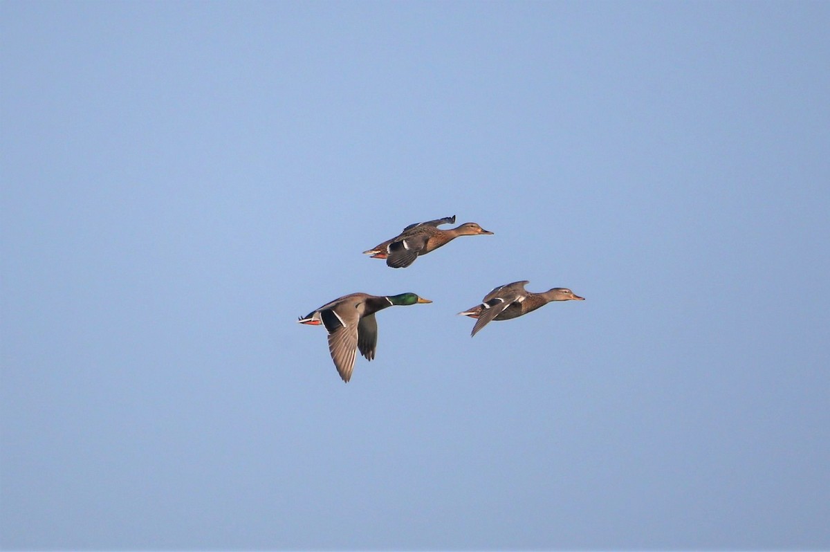 Mallard - Akira Nakanishi