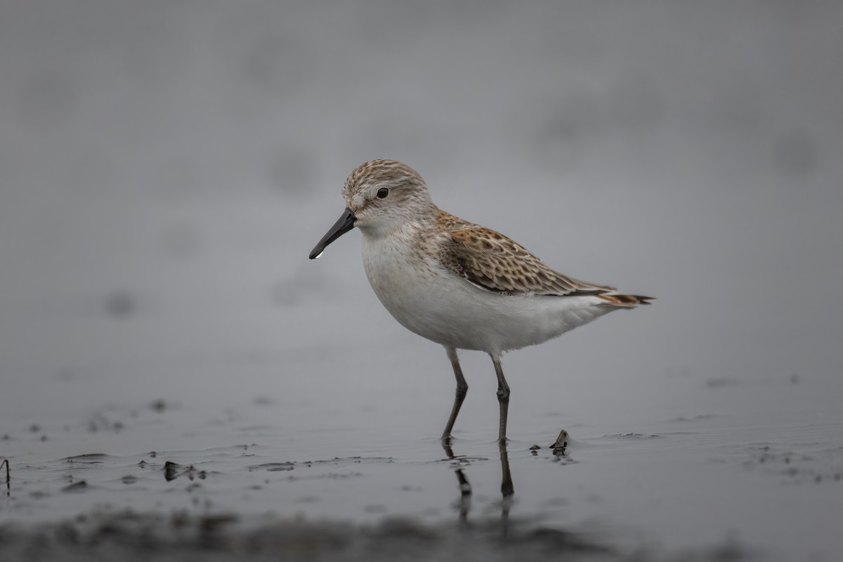 Western Sandpiper - Ryan Wallace