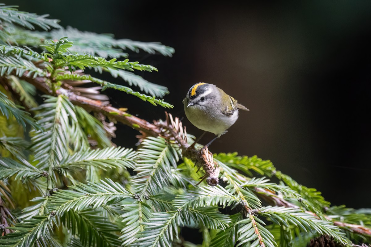 Golden-crowned Kinglet - ML606168131