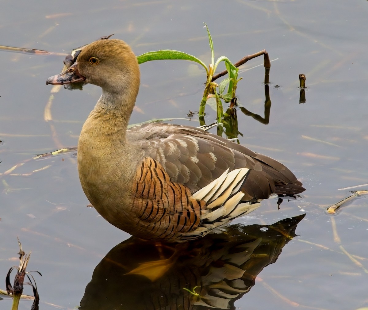 Plumed Whistling-Duck - ML606168211