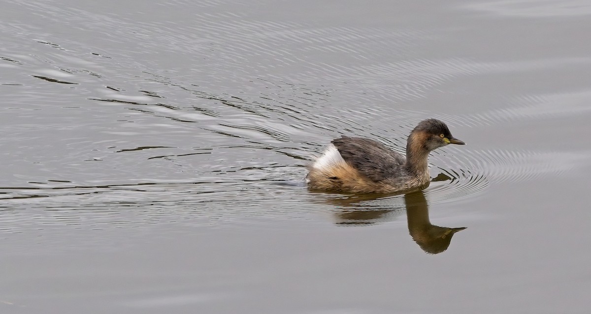 Australasian Grebe - ML606168281