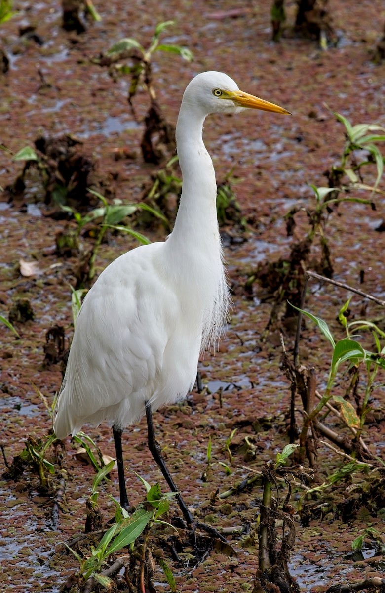 Plumed Egret - ML606168301