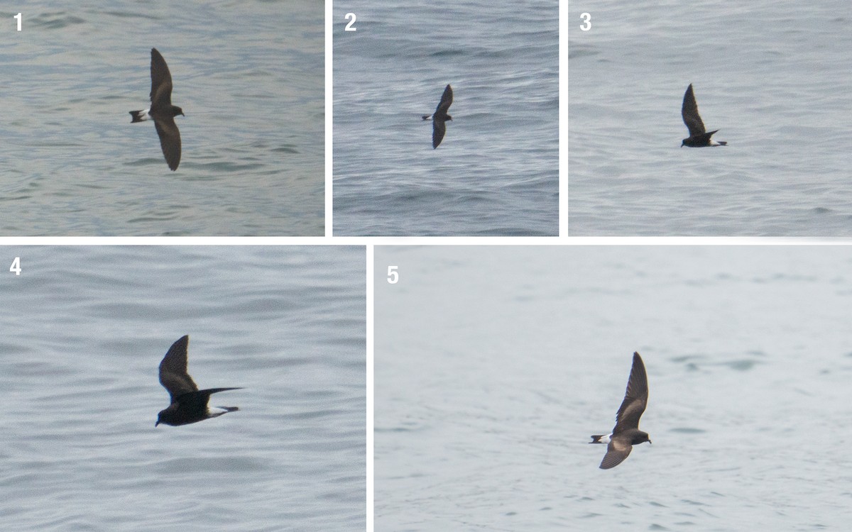 Wedge-rumped Storm-Petrel - ML606169651