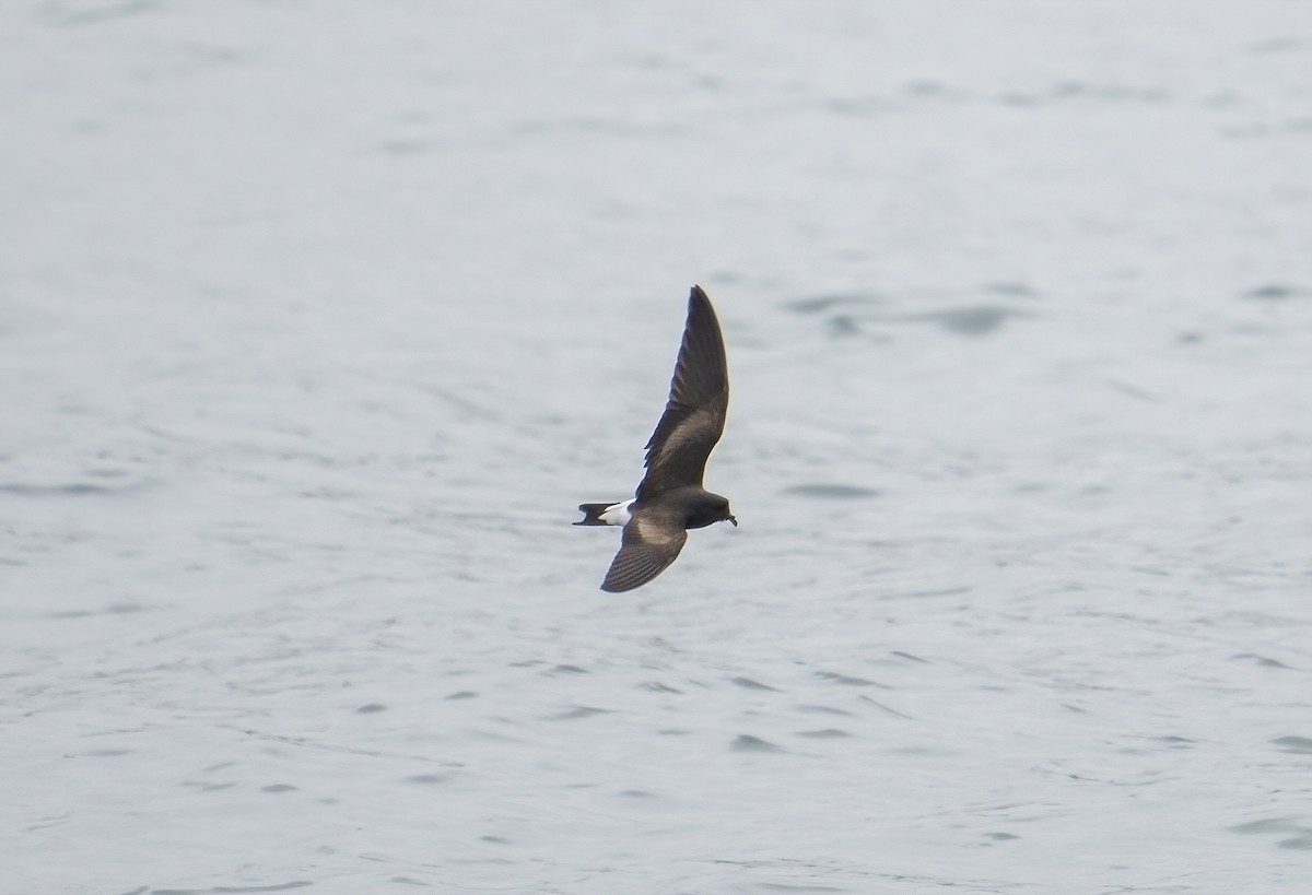 Wedge-rumped Storm-Petrel - ML606169661