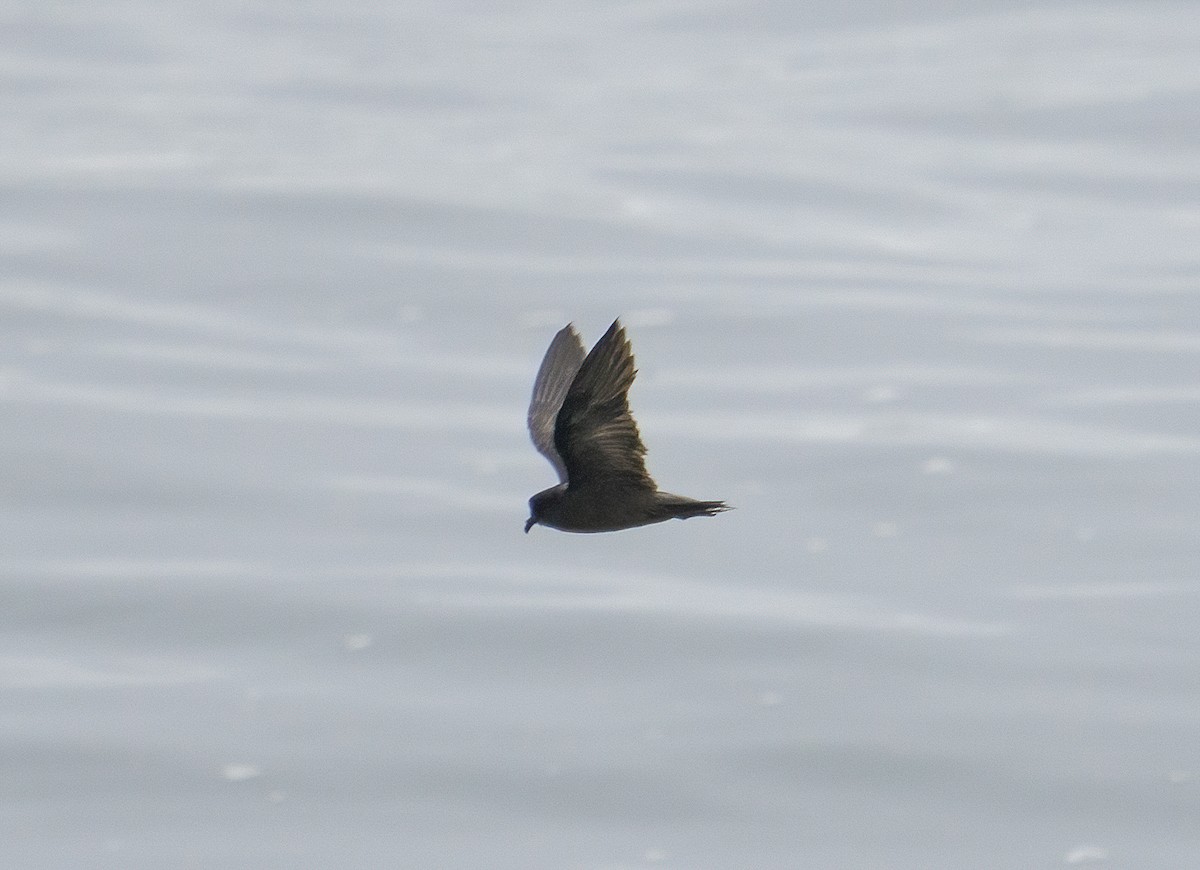 Least Storm-Petrel - ML606169981