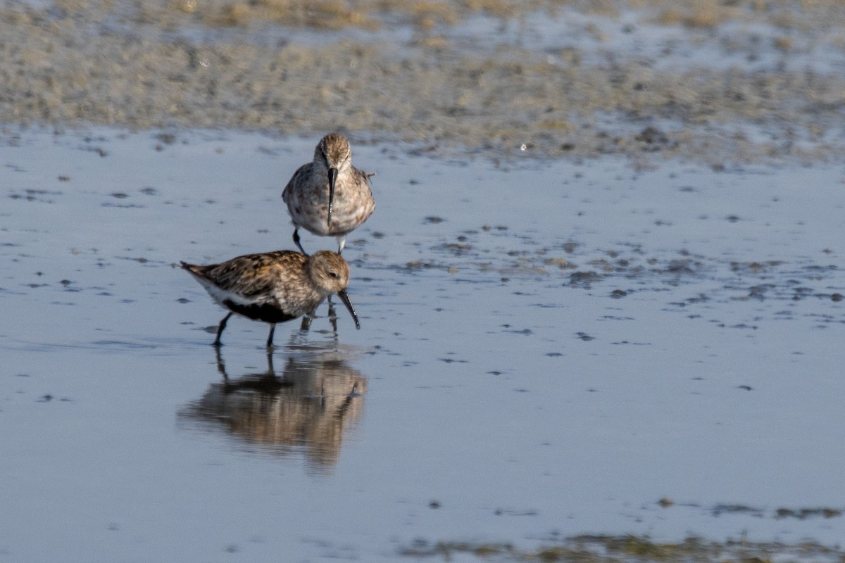 Dunlin - ML606171341