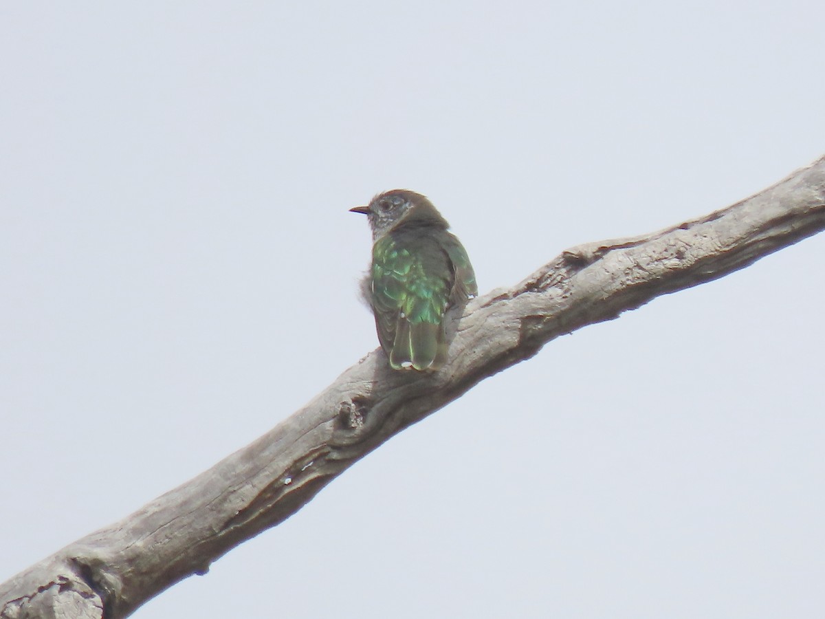 Shining Bronze-Cuckoo (Golden) - ML606172221