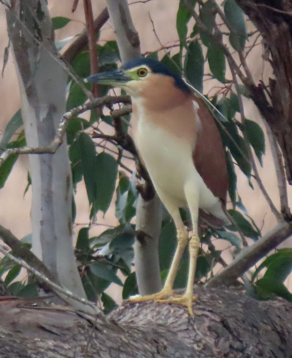 Nankeen Night Heron - ML606172261