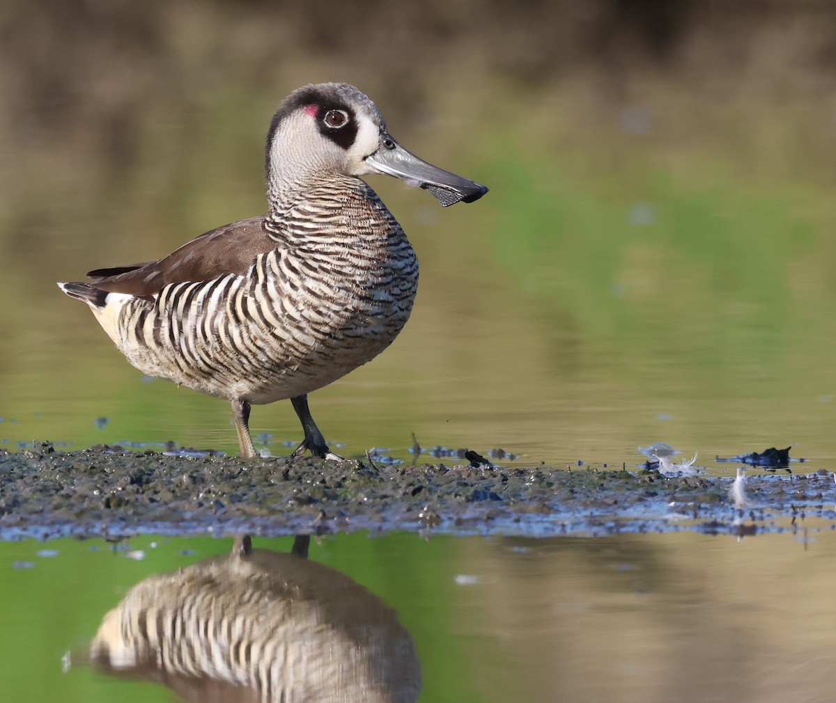Pink-eared Duck - Andy Gee