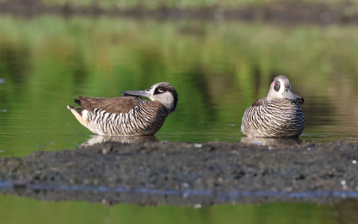 Pink-eared Duck - ML606172521