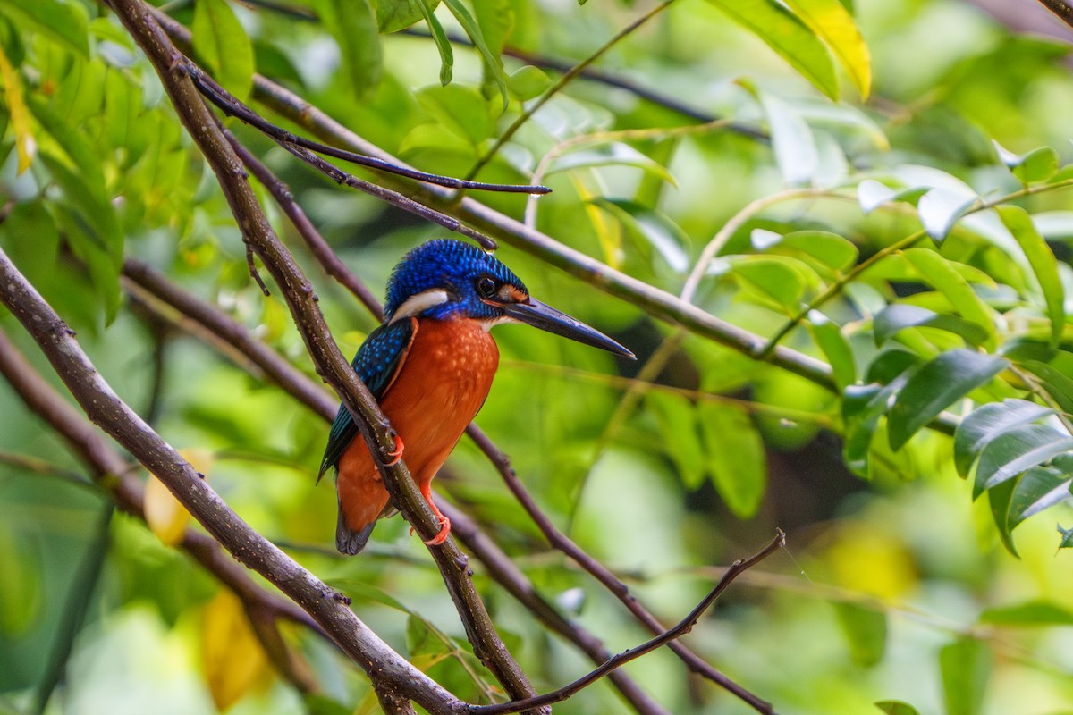Blue-eared Kingfisher - Woramate Boonyavantang