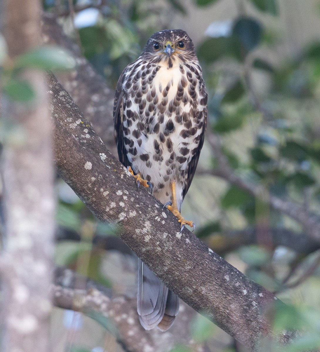 African Goshawk - ML606172941