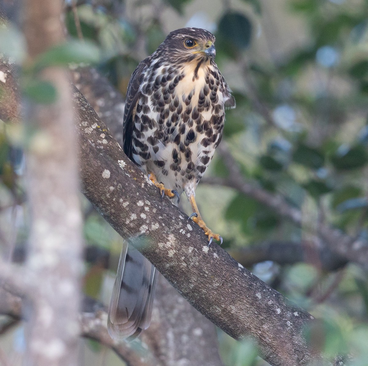 African Goshawk - ML606172951