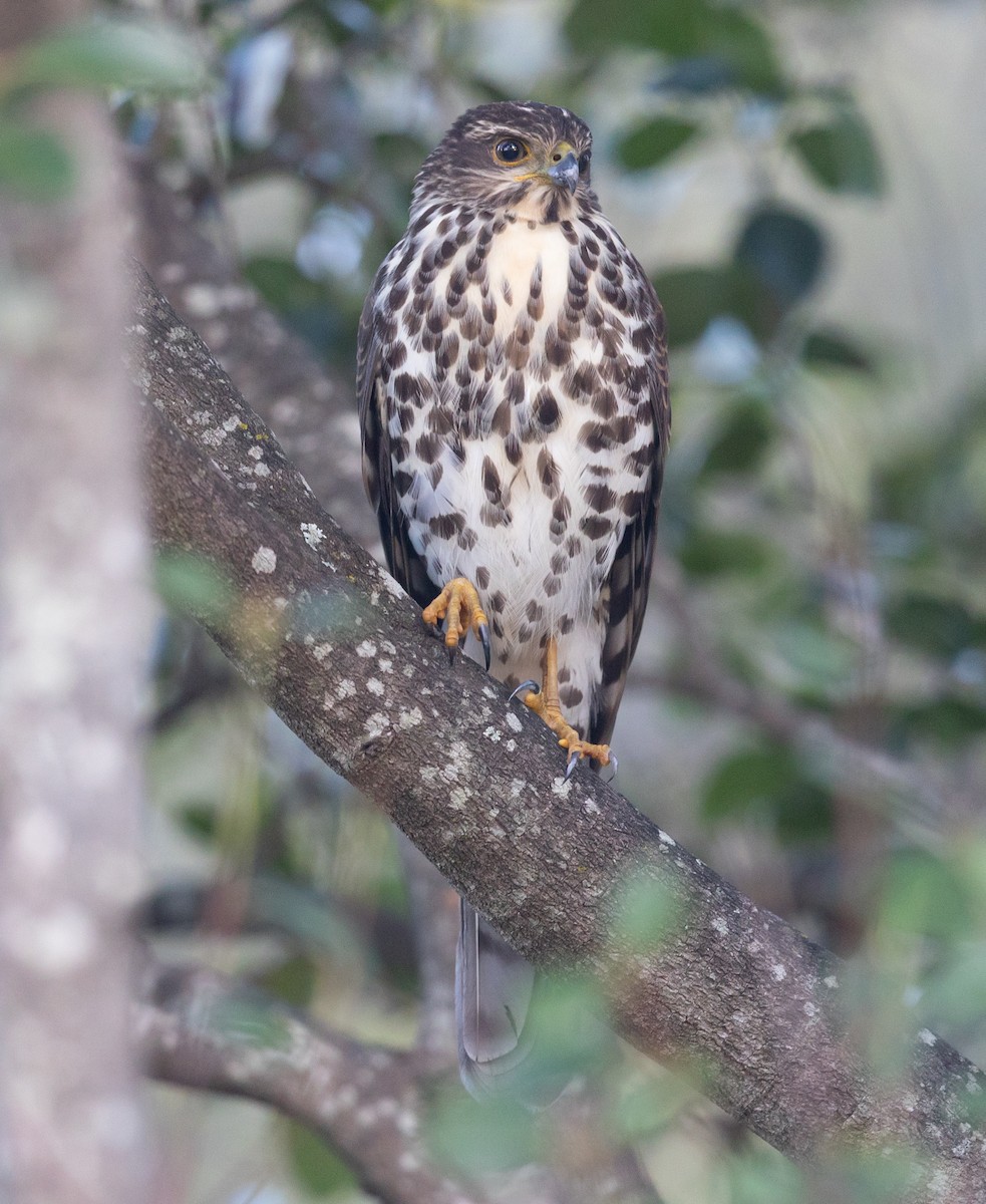 African Goshawk - ML606172961