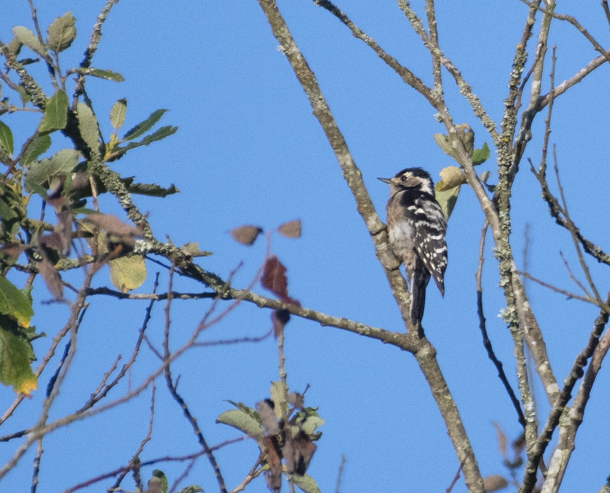 Lesser Spotted Woodpecker - ML606173821