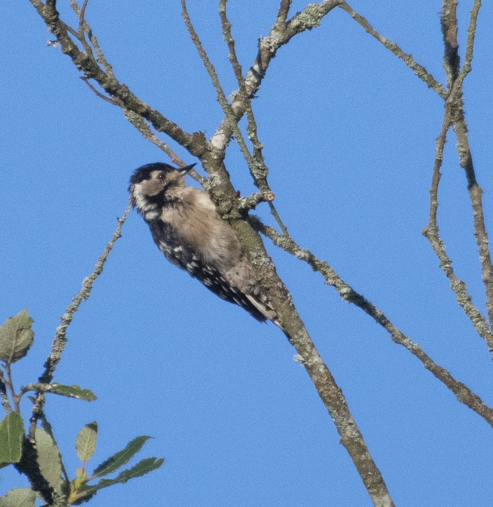 Lesser Spotted Woodpecker - ML606173851