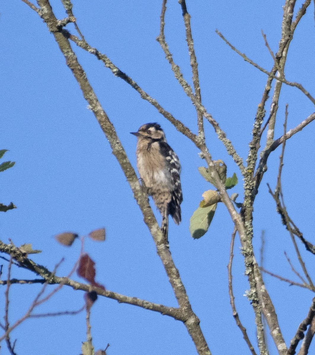 Lesser Spotted Woodpecker - ML606173861