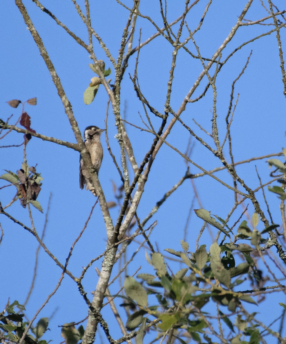 Lesser Spotted Woodpecker - ML606173881