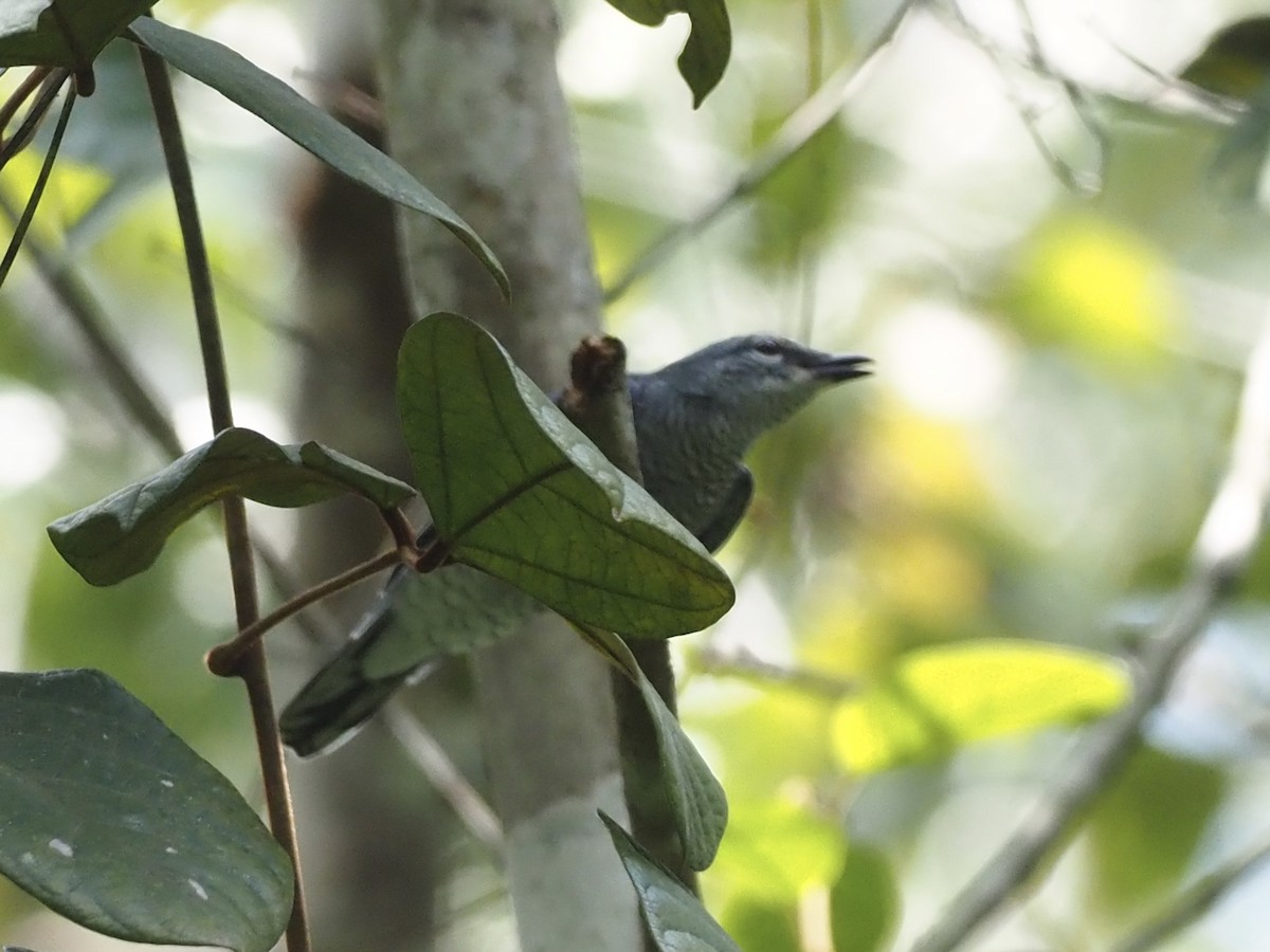 Lesser Cuckooshrike - ML606173941