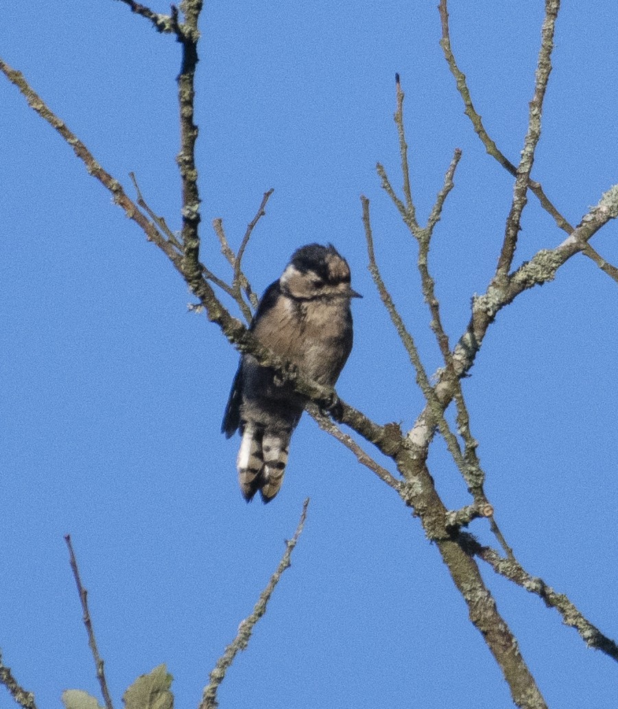 Lesser Spotted Woodpecker - ML606173981