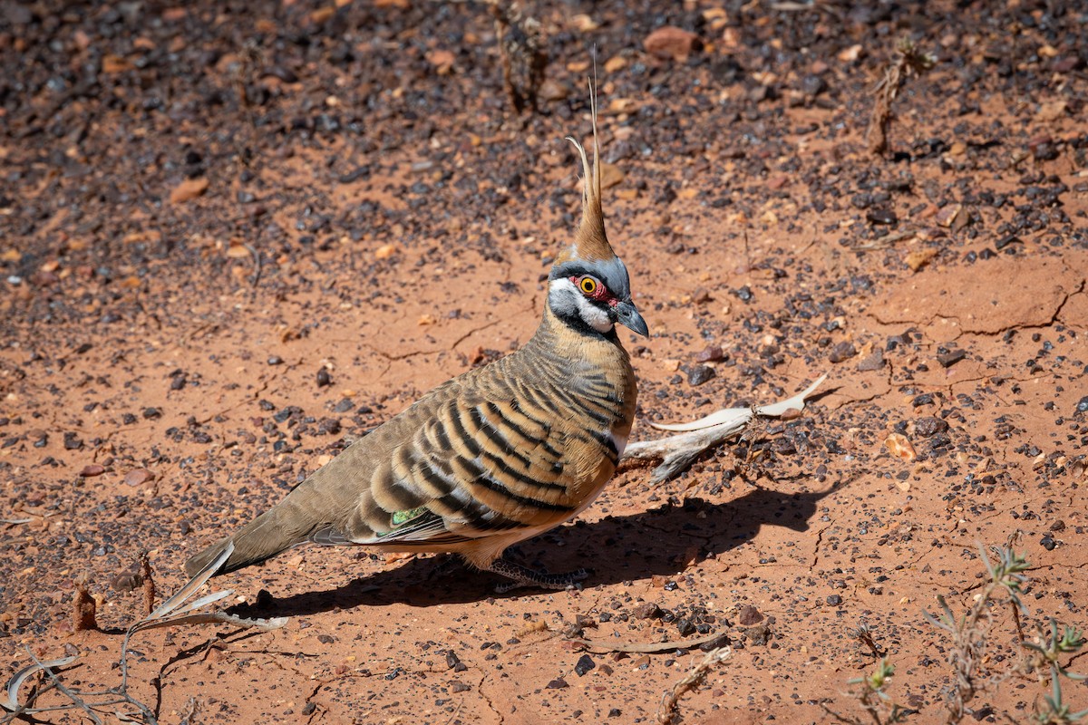 Spinifex Pigeon - ML606173991