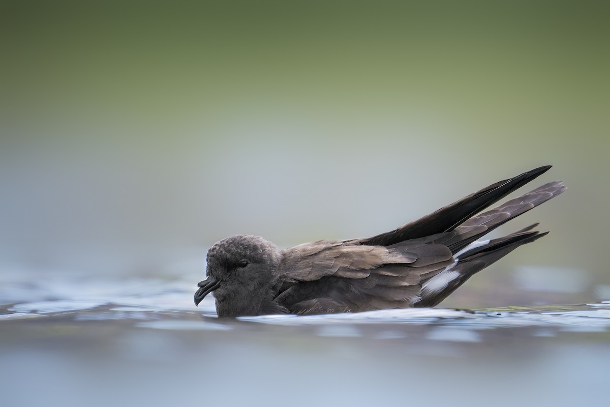 Wedge-rumped Storm-Petrel - ML606174251