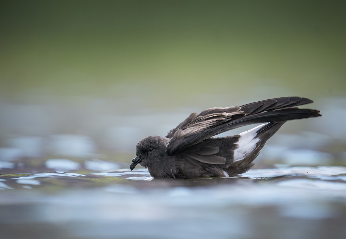 Wedge-rumped Storm-Petrel - ML606174261