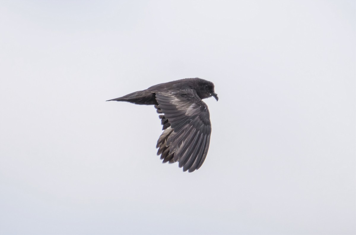 Least Storm-Petrel - ML606174431