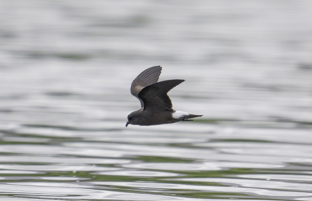 Wedge-rumped Storm-Petrel - ML606174441