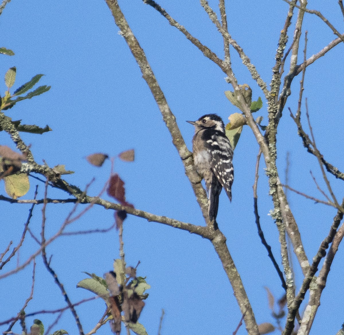 Lesser Spotted Woodpecker - ML606174491