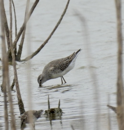 Stilt Sandpiper - ML606174501