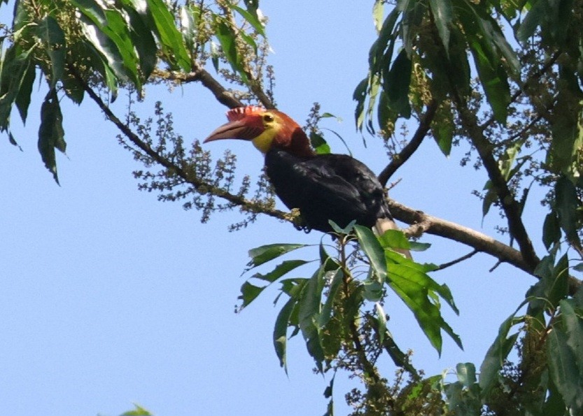 Writhe-billed Hornbill - ML606175051