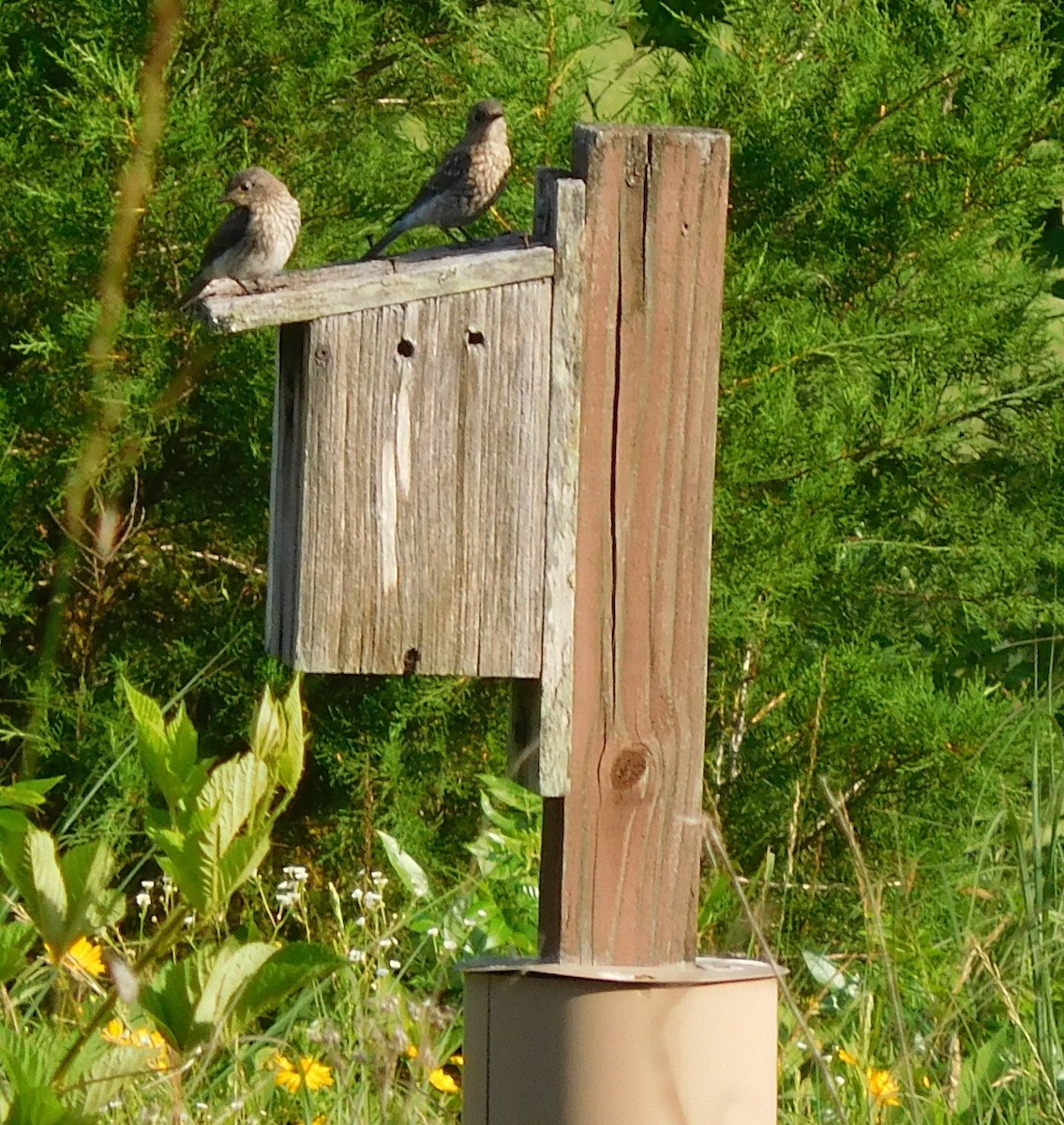 Eastern Bluebird - ML60617531