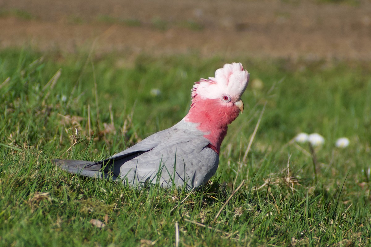 Galah - Lance Rathbone