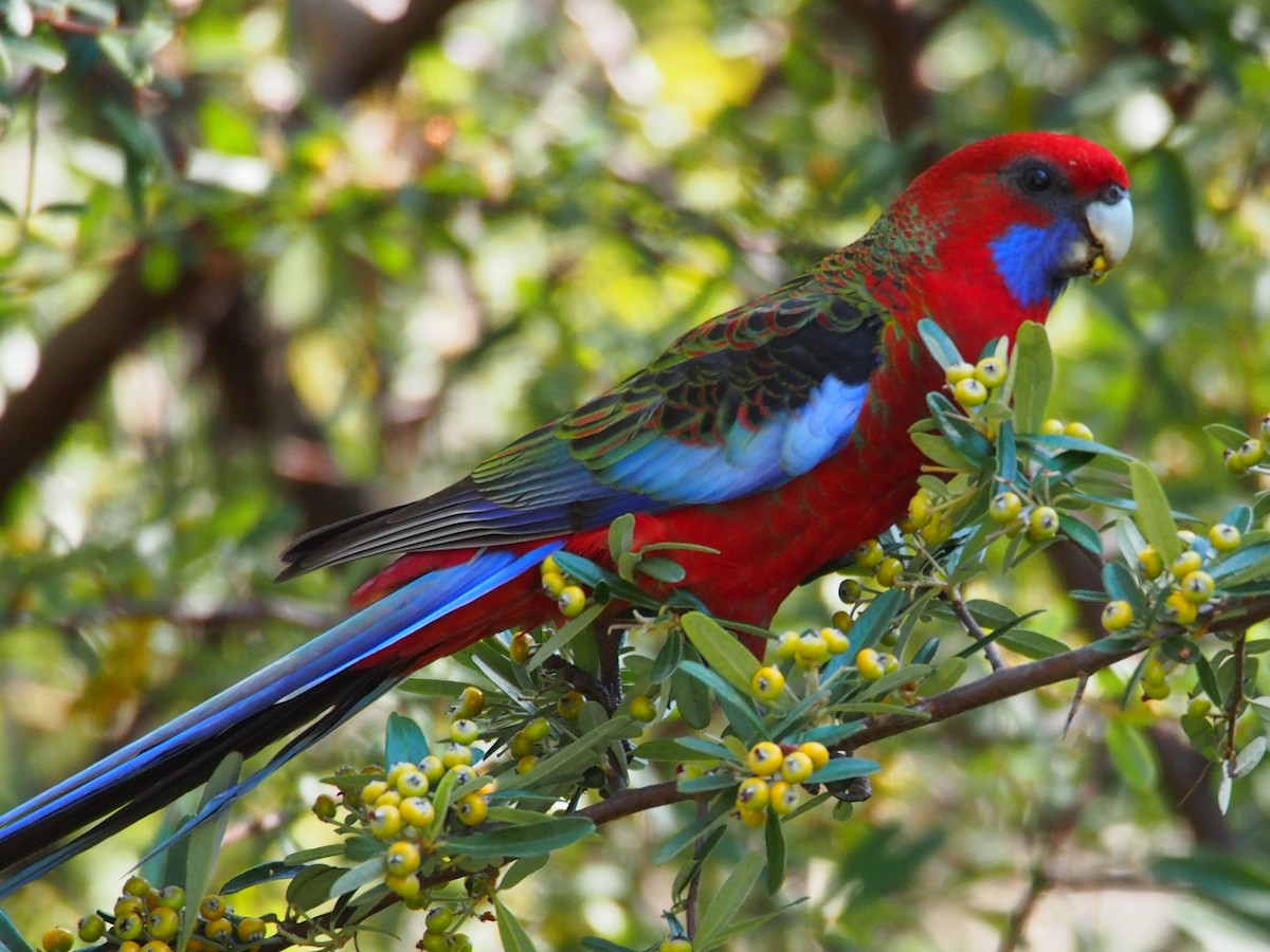 Crimson Rosella - ML606176591