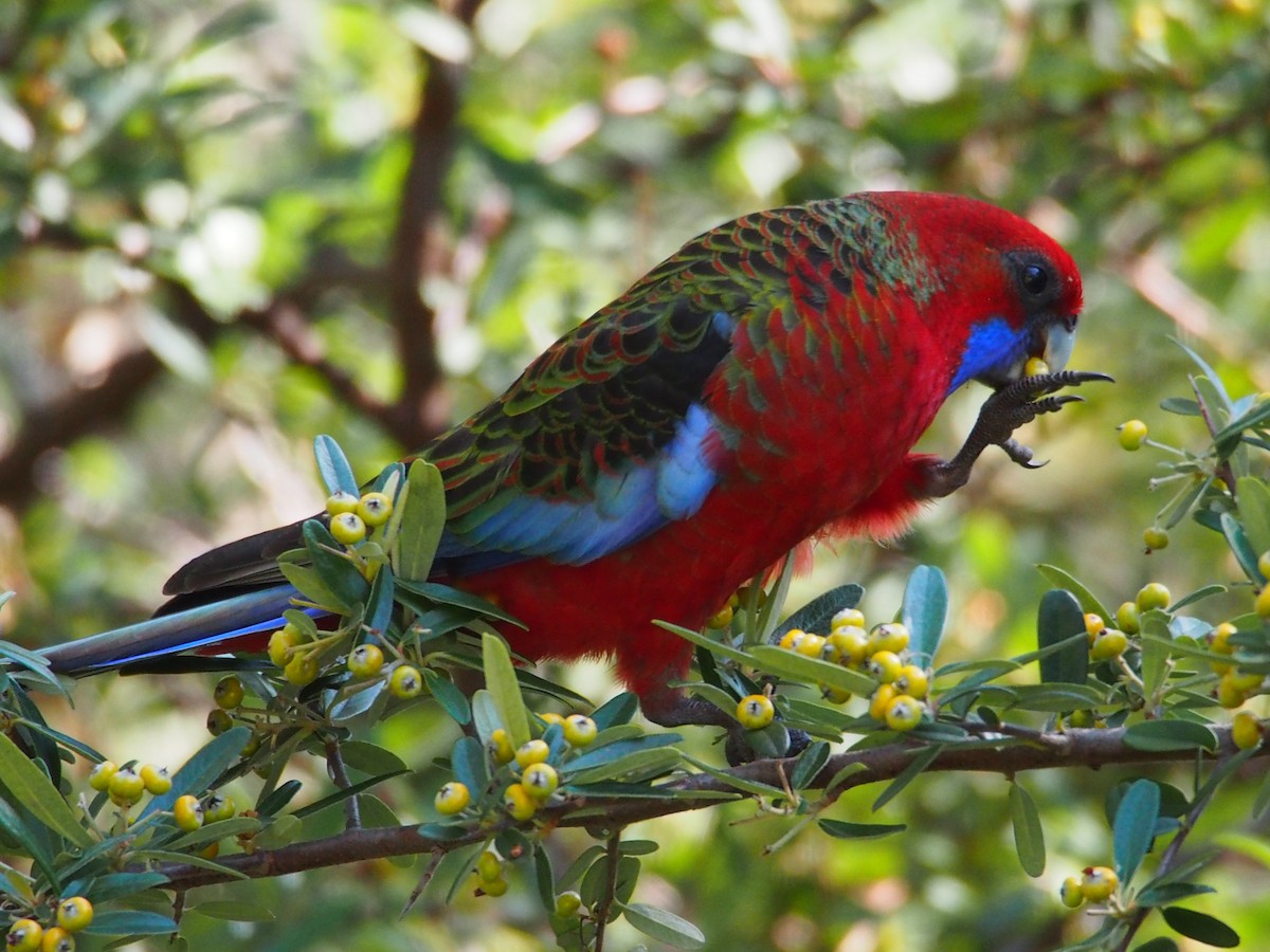 Crimson Rosella - ML606176611