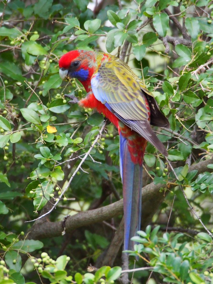 Crimson Rosella - ML606176641