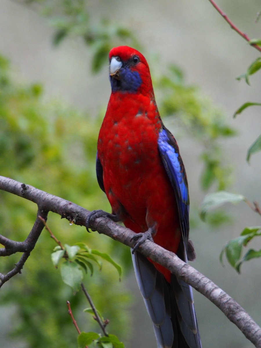 Crimson Rosella - ML606176661