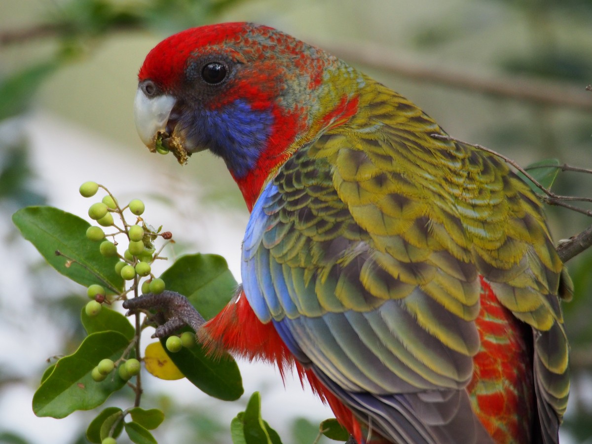 Crimson Rosella - ML606176681