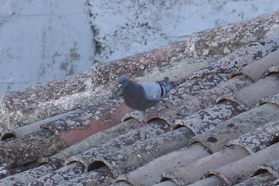 Rock Pigeon (Feral Pigeon) - ML606177121